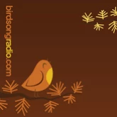 Birdsong Radio